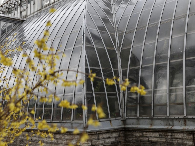 «Хрустальный дворец» для Виктории Амазонской: экскурсия по ботаническому саду Петра Великого с посещением викторной оранжереи