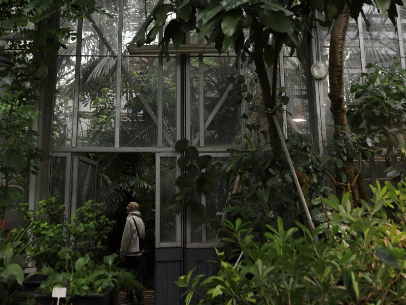 «Хрустальный дворец» для Виктории Амазонской: экскурсия по ботаническому саду Петра Великого с посещением викторной оранжереи